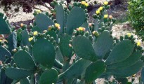 1_Opuntia ficus indica