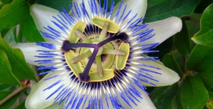 1_Passiflora caerulea