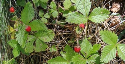 2_Fragaria