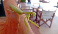 2_Mantis religiosa