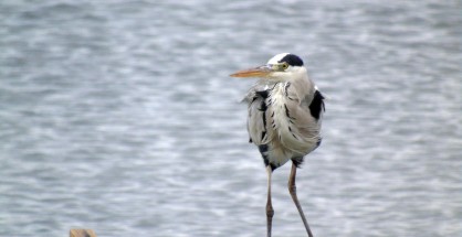 1 Ardea cinerea