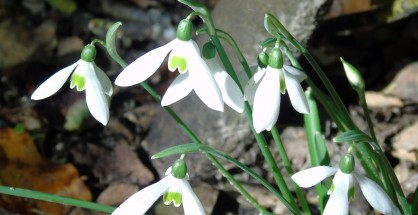 2_galanthus
