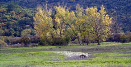 6_livadi_karyas