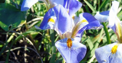 1_iris