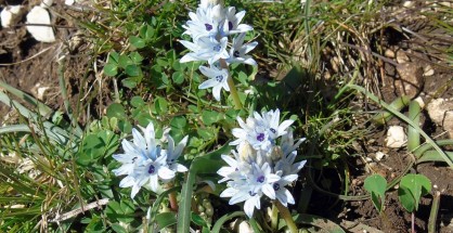 11_chlorida_feb_2022