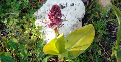1_Himantoglossum robertianum