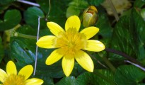 1_Ranunculus
