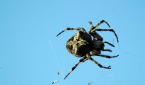 1_arachni