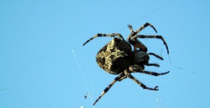 1_arachni