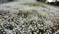 1_margarites