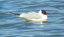 1_Larus melanocephalus