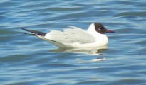 1_Larus melanocephalus