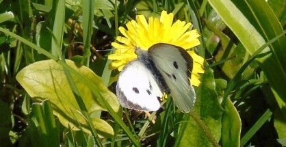 1_Pieris brassicae
