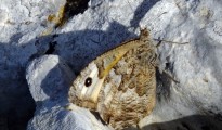 2_Hipparchia sp