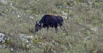 51599052351_6049f9a206_h