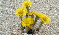 7_Tussilago farfara