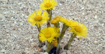 7_Tussilago farfara