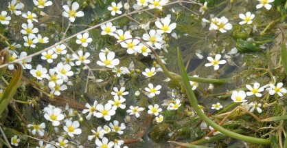 8_Ranunculus trichophyllus