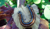 Malacosoma neustria
