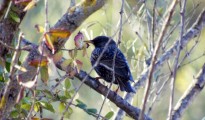 Sturnus Vulgaris