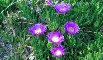 1_Carpobrotus edulis