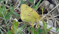 1_Colias crocea