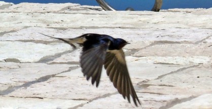 5_Hirundo rustica
