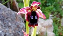 Ophrys reinholdii 2