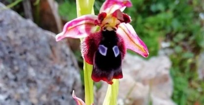 Ophrys reinholdii 2