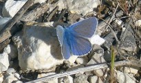 Polyommatus icarus