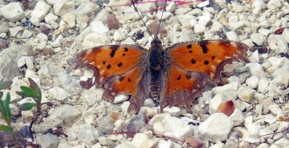 01_Polygonia egea