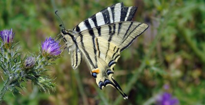 10_Iphiclides podalirius
