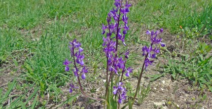 1_Anacamptis laxiflora