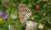 1_Melitaea didyma