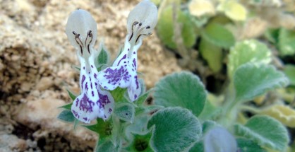 1_Stachys ionica