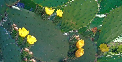4_Opuntia ficus indica