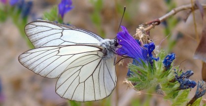 1_Aporia crataegi