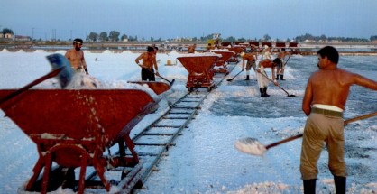 2. Συγκομιδή