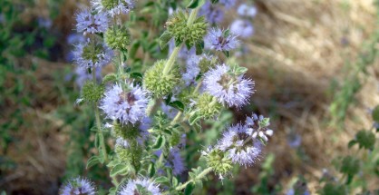02_Mentha pulegium