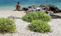 1_Crithmum maritimum