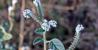 01_Heliotropium europaeum