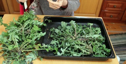 1_Sonchus oleraceus