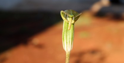 2_Arisarum vulgare