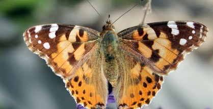 01_Vanessa cardui