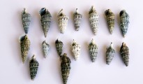 1_Cerithium vulgatum