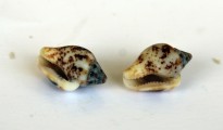 1_Columbella rustica