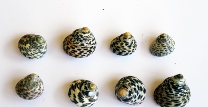 1_Monodonta turbinata