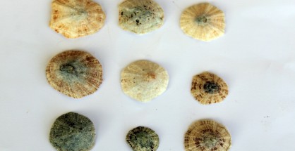 1_Patella cerulea