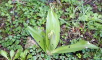 1_Himantoglossum robertianum