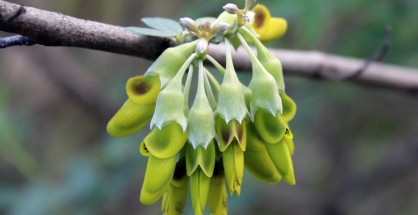 2_Anagyris foetida